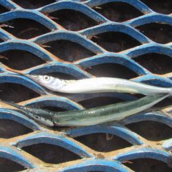 オリジナルメーカー海づり公園(市原市海づり施設) 釣果