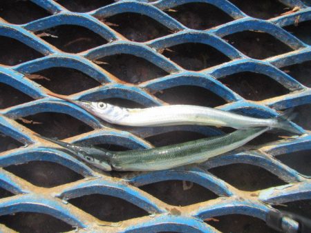 オリジナルメーカー海づり公園(市原市海づり施設) 釣果