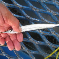 オリジナルメーカー海づり公園(市原市海づり施設) 釣果