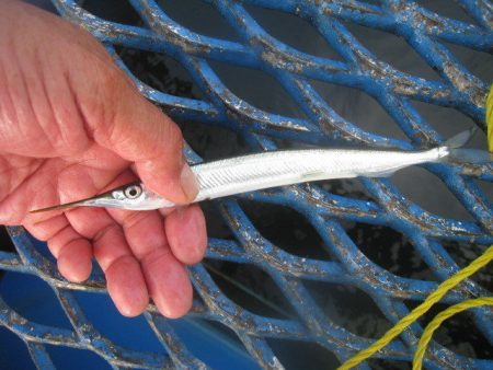 オリジナルメーカー海づり公園(市原市海づり施設) 釣果