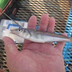 オリジナルメーカー海づり公園(市原市海づり施設) 釣果