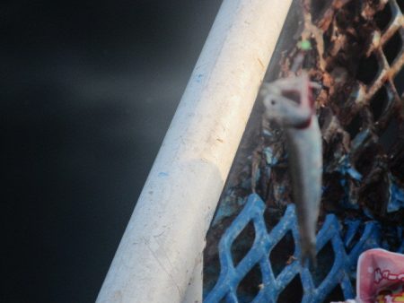 オリジナルメーカー海づり公園(市原市海づり施設) 釣果