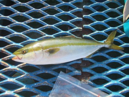 オリジナルメーカー海づり公園(市原市海づり…