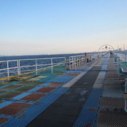 オリジナルメーカー海づり公園(市原市海づり施設) 釣果