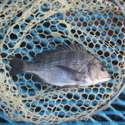 オリジナルメーカー海づり公園(市原市海づり施設) 釣果