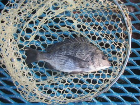 オリジナルメーカー海づり公園(市原市海づり施設) 釣果