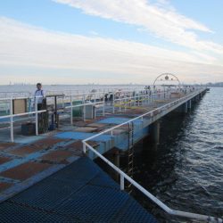オリジナルメーカー海づり公園(市原市海づり施設) 釣果