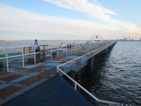 オリジナルメーカー海づり公園(市原市海づり施設) 釣果