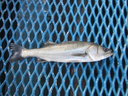 オリジナルメーカー海づり公園(市原市海づり…
