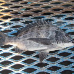 オリジナルメーカー海づり公園(市原市海づり施設) 釣果