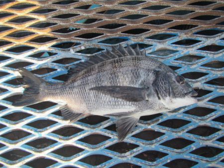 オリジナルメーカー海づり公園(市原市海づり…