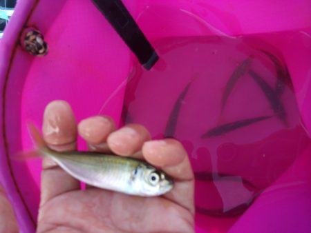 オリジナルメーカー海づり公園(市原市海づり施設) 釣果