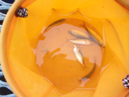 オリジナルメーカー海づり公園(市原市海づり…