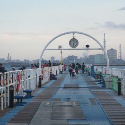 オリジナルメーカー海づり公園(市原市海づり施設) 釣果