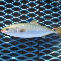 オリジナルメーカー海づり公園(市原市海づり施設) 釣果