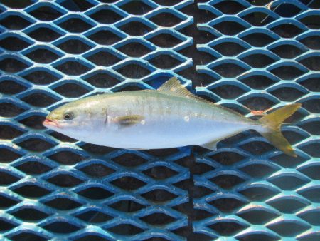 オリジナルメーカー海づり公園(市原市海づり…