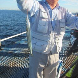 オリジナルメーカー海づり公園(市原市海づり施設) 釣果