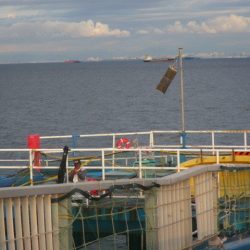 オリジナルメーカー海づり公園(市原市海づり施設) 釣果