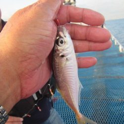 オリジナルメーカー海づり公園(市原市海づり施設) 釣果