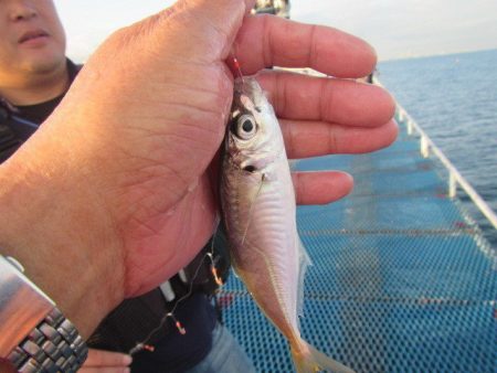 オリジナルメーカー海づり公園(市原市海づり施設) 釣果