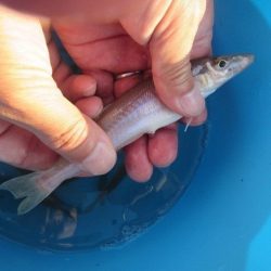 オリジナルメーカー海づり公園(市原市海づり施設) 釣果