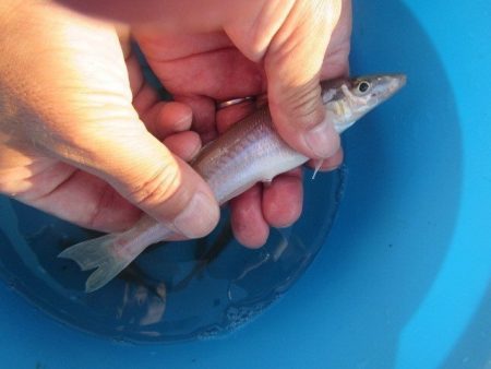 オリジナルメーカー海づり公園(市原市海づり施設) 釣果
