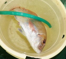 恵陽丸 釣果