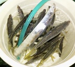 恵陽丸 釣果