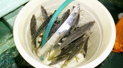 恵陽丸 釣果