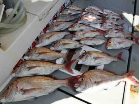 遊漁船 セトマリン 釣果