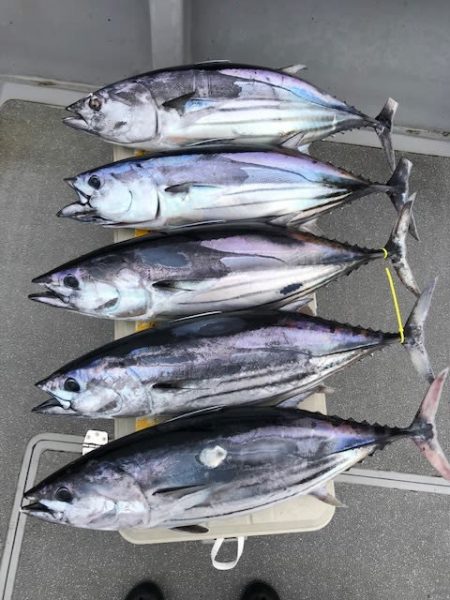 へいみつ丸 釣果