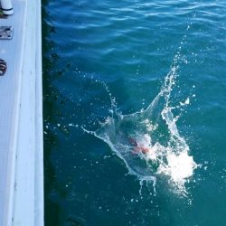 遊漁船 ニライカナイ 釣果