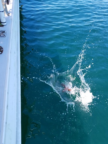 遊漁船 ニライカナイ 釣果