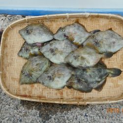 館山つりセンターくろしお丸 釣果