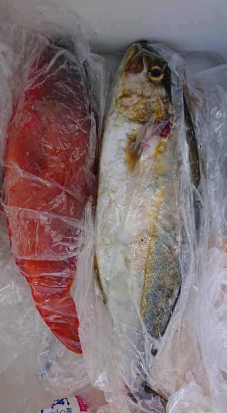 伊豆下田フィッシング 釣果