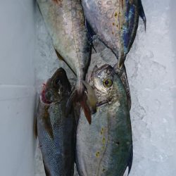 伊豆下田フィッシング 釣果