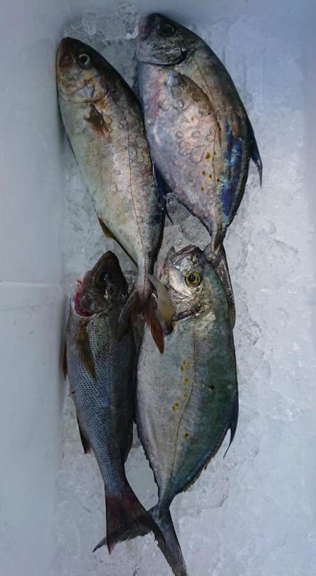 伊豆下田フィッシング 釣果