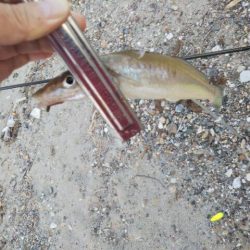 明石川河口サーフのキス釣り