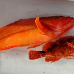 伊豆下田フィッシング 釣果