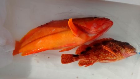 伊豆下田フィッシング 釣果