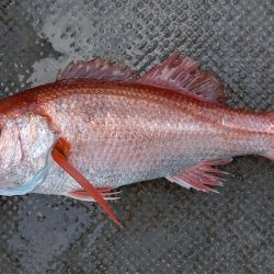 伊豆下田フィッシング 釣果