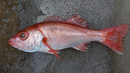 伊豆下田フィッシング 釣果