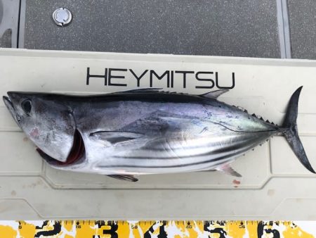 へいみつ丸 釣果