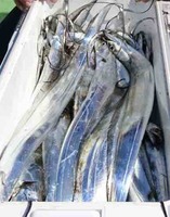 久里浜黒川本家 釣果