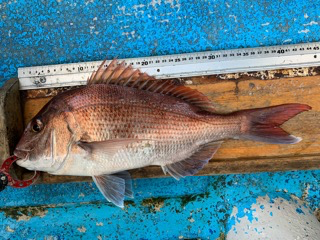 幸吉丸 釣果