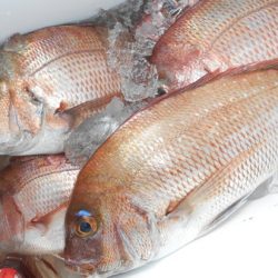 こうゆう丸 釣果