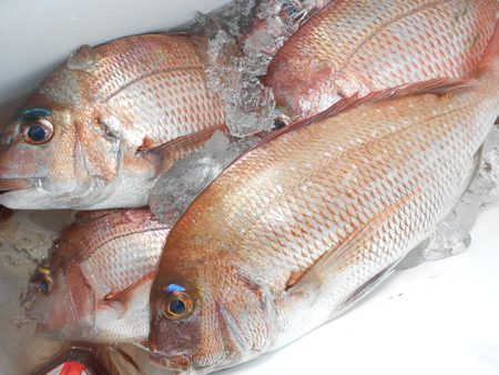 こうゆう丸 釣果