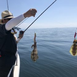 Magic(マジック) 釣果