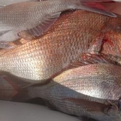 IDATEN(イダテン) 釣果