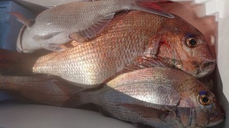 IDATEN(イダテン) 釣果